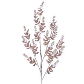 Buy pecan WINTER RUSCUS (PREORDER)