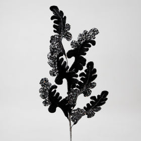 Buy black CHRISTMAS ACANTHUS (IN STOCK)