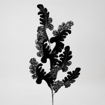 Buy black CHRISTMAS ACANTHUS (IN STOCK)