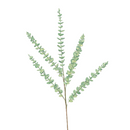 EUCALYPTUS (PREORDER)-1