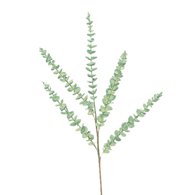 EUCALYPTUS (PREORDER)