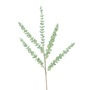 EUCALYPTUS (PREORDER)