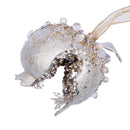 BEADED BEJEWELED POMEGRANATE (IN STOCK)-2