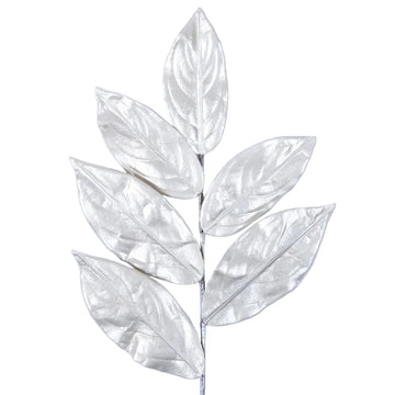 Buy champagne MAGNOLIA LEAVES (PREORDER)