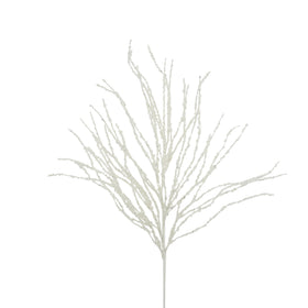 CURLY WILLOW (IN STOCK)