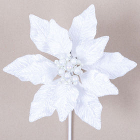 Buy white BERRY POINSETTIA (PREORDER)