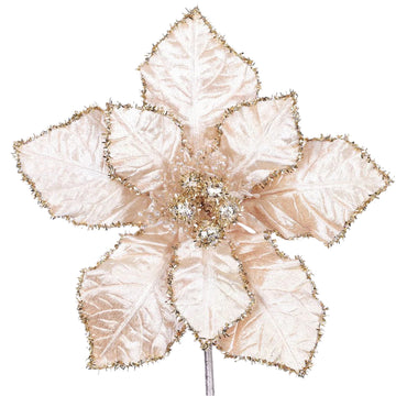 Buy champagne TINSEL POINSETTIA (IN STOCK)