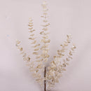 EUCALYPTUS (PREORDER)-6